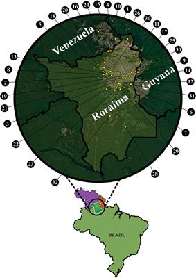 Crotalus Durissus Ruruima: Current Knowledge on Natural History, Medical Importance, and Clinical Toxinology